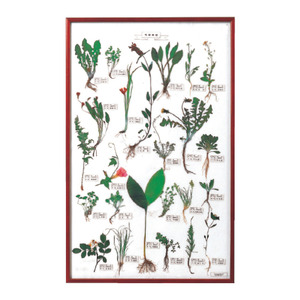 식물표본25종